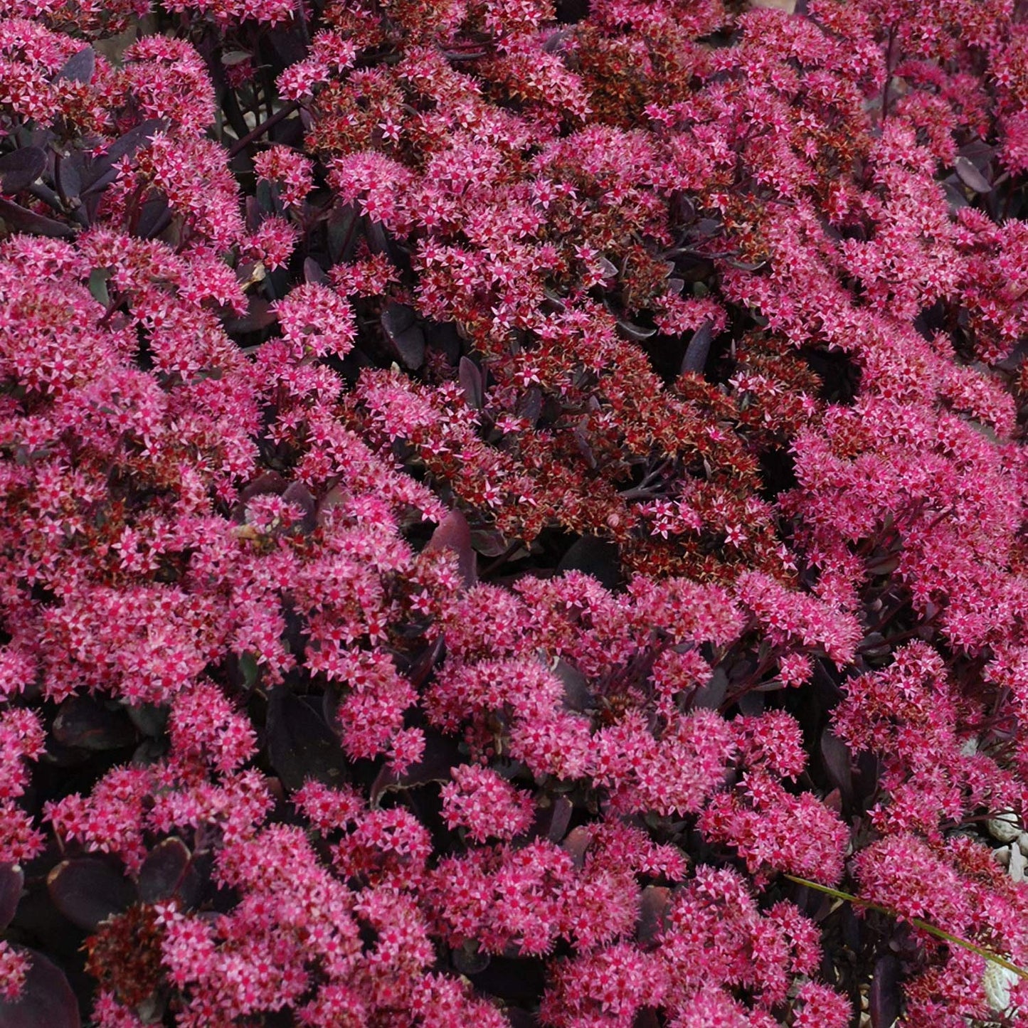 Sedum Sunsparkler 'Plum Dazzled'
