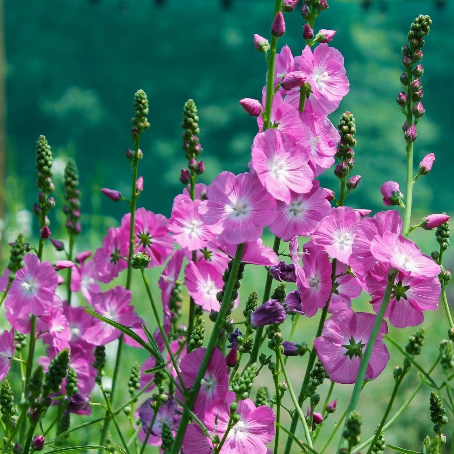 Sidalcea 'Party Girl'