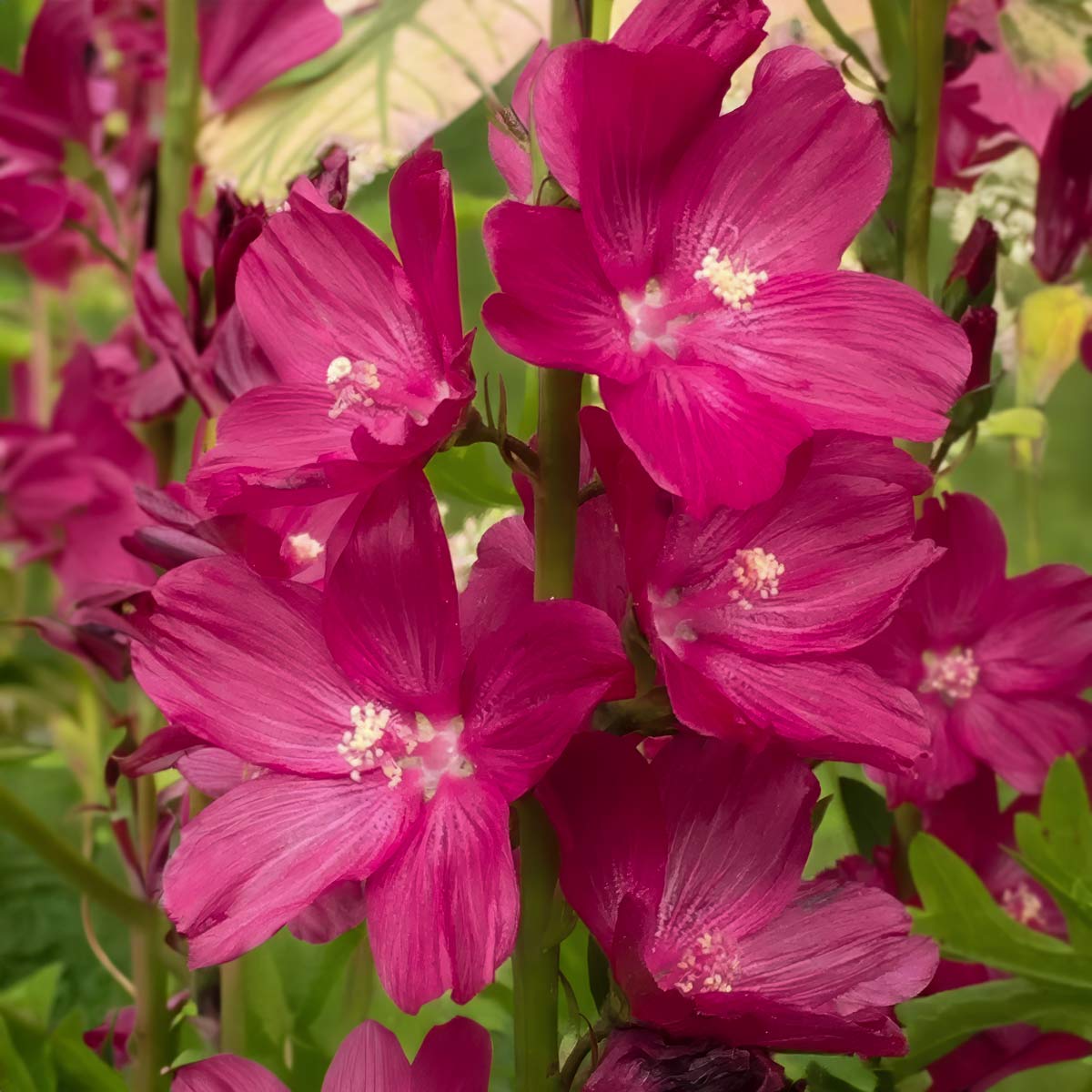 Sidalcea 'Wine Red'