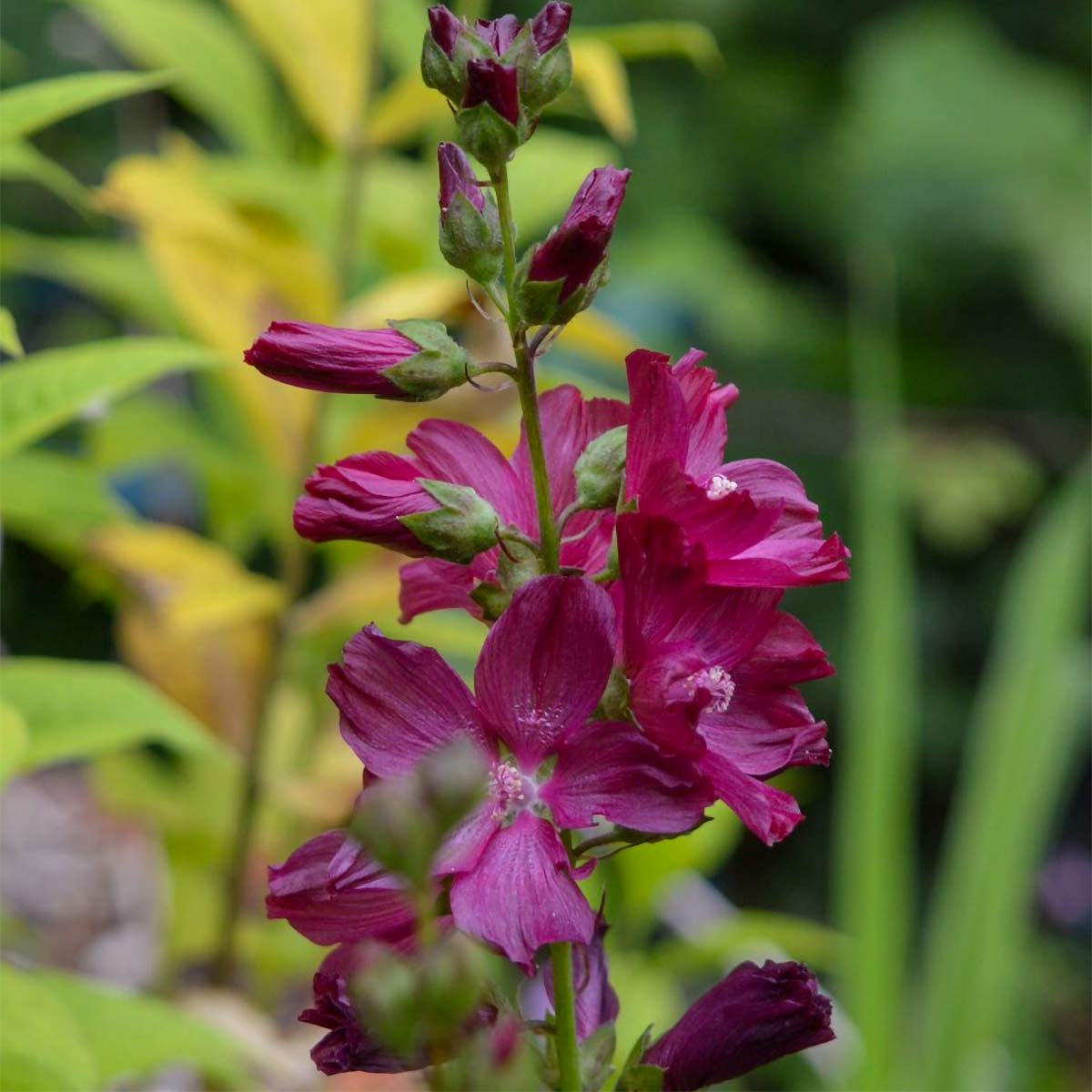 Sidalcea 'Wine Red'