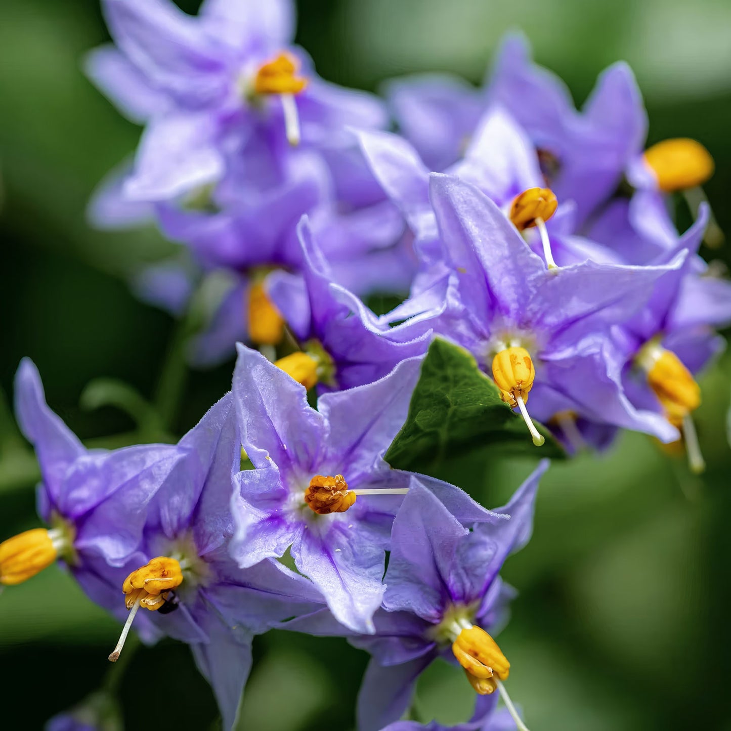 Solanum crispum 'Glasnevin'