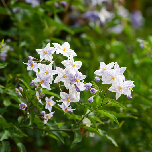 Solanum jasminoides 'Bleu'