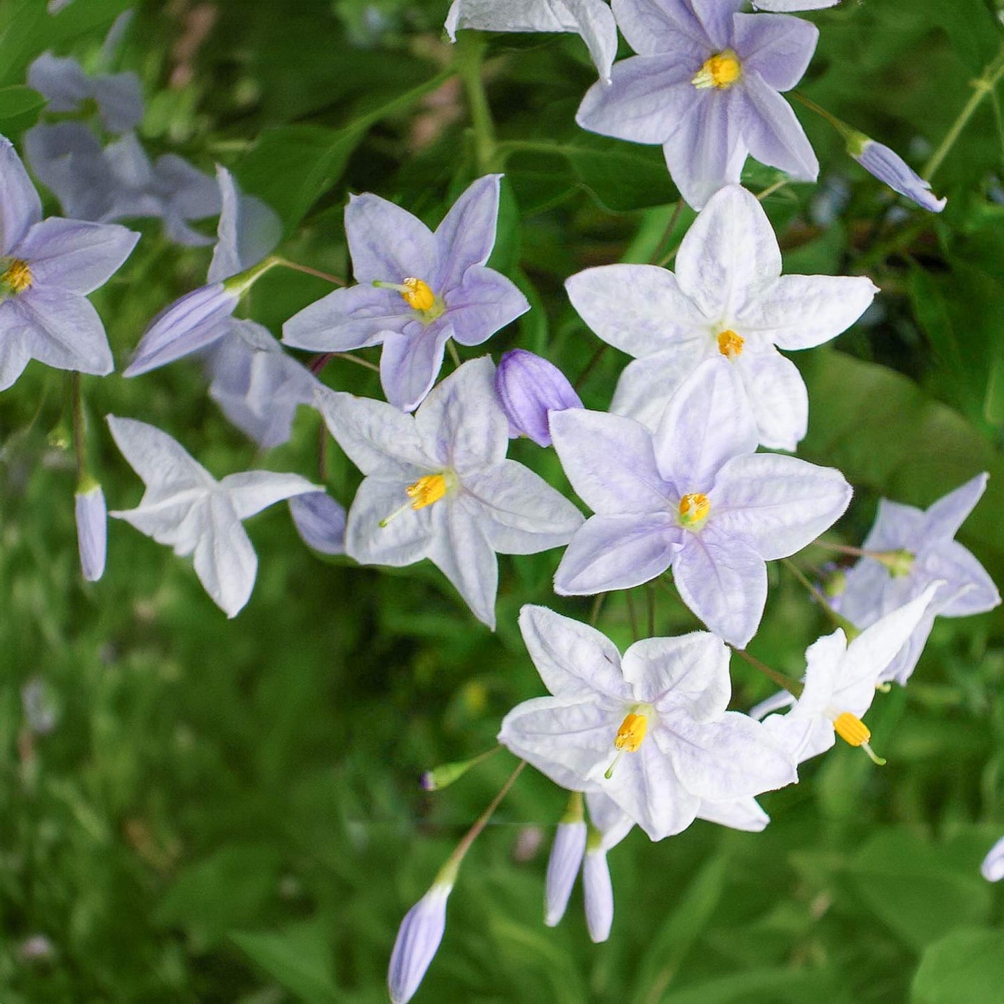 Solanum jasminoides 'Bleu'
