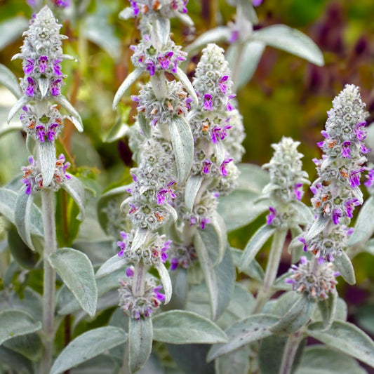 Stachys byzantina 'Big Ears'