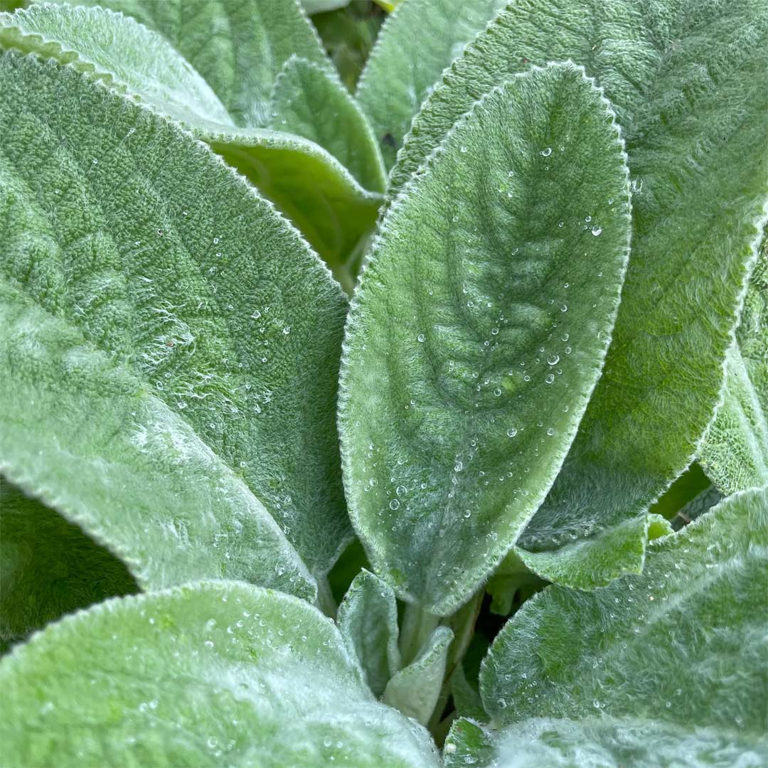 Stachys byzantina 'Big Ears'