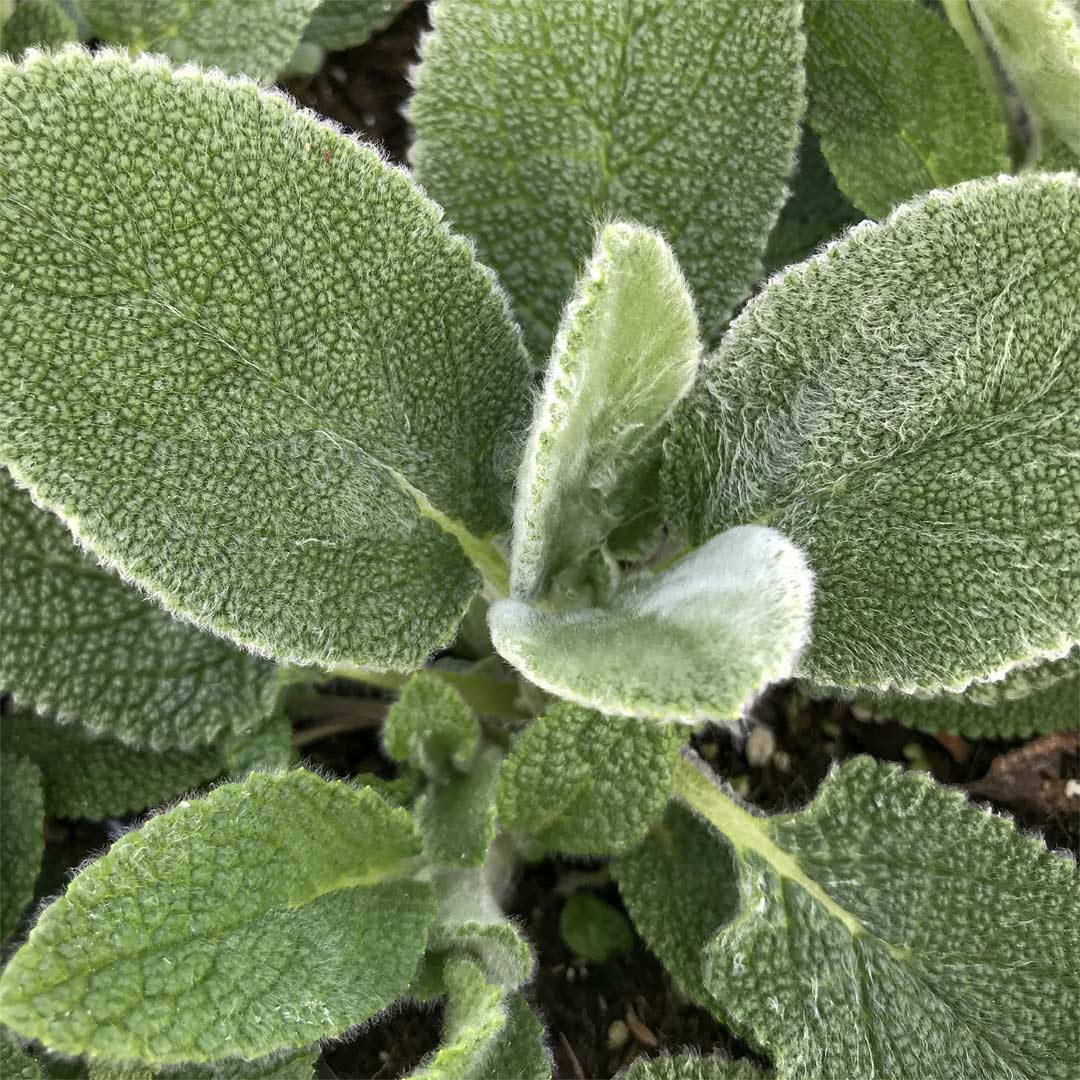 Stachys byzantina 'Big Ears'
