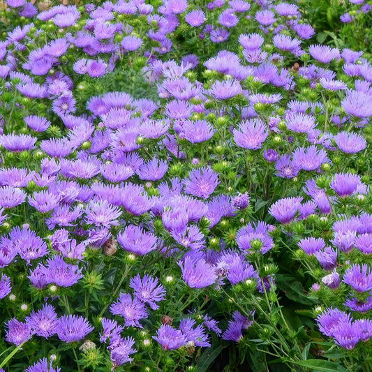 Stokesia laevis 'Mel's'