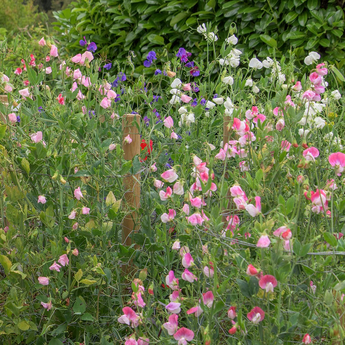 Sweet Pea Seeds (Lathyrus odoratus)