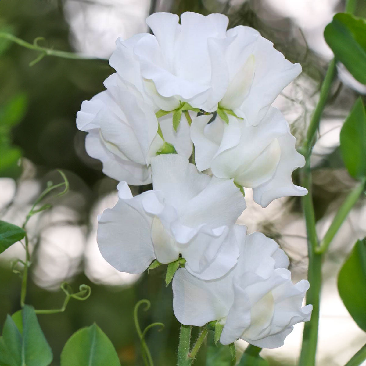 Sweet Pea Seeds (Lathyrus odoratus)