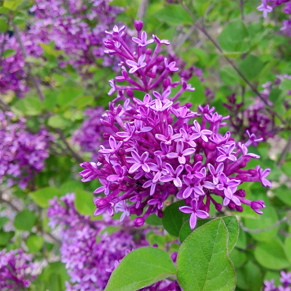 Syringa Bloomerang Dark Purple