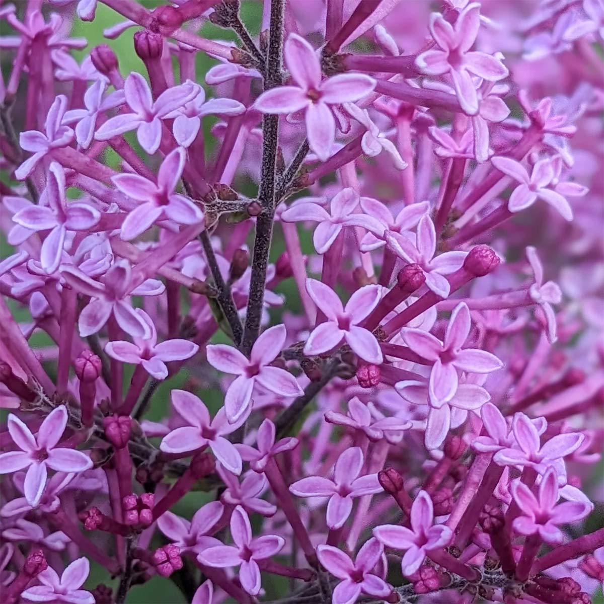 Syringa Bloomerang Dark Purple