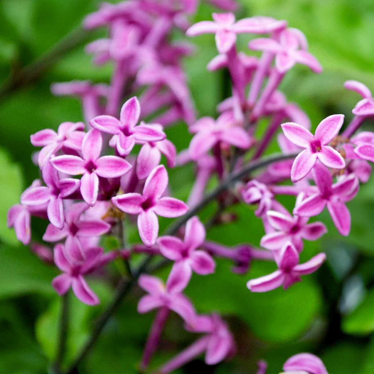 Syringa Bloomerang Dark Purple