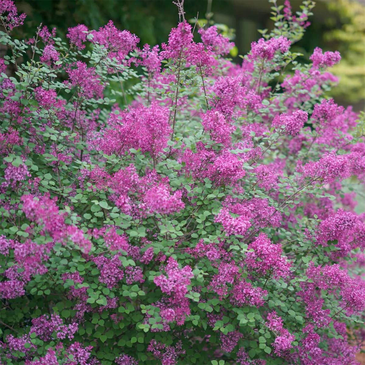 Syringa Bloomerang Dark Purple