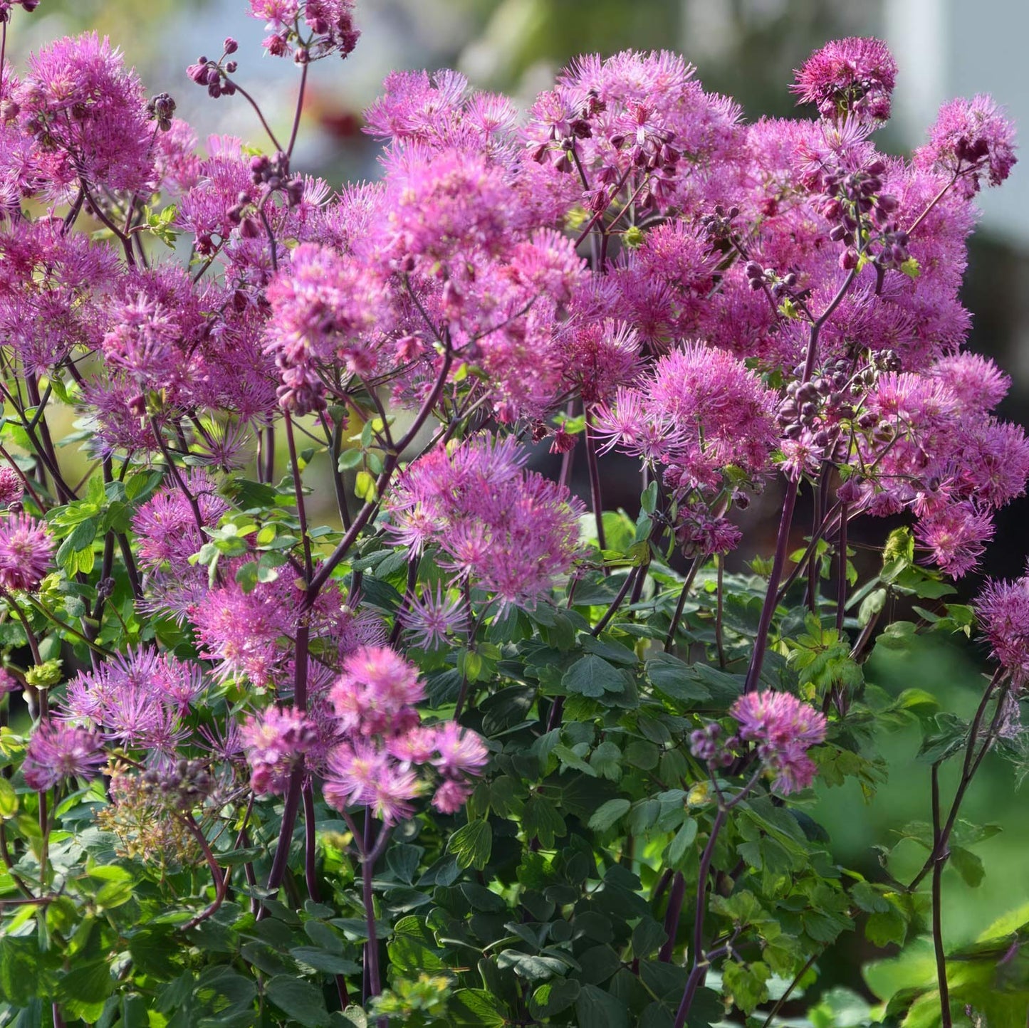 Thalictrum aquilegiifolium