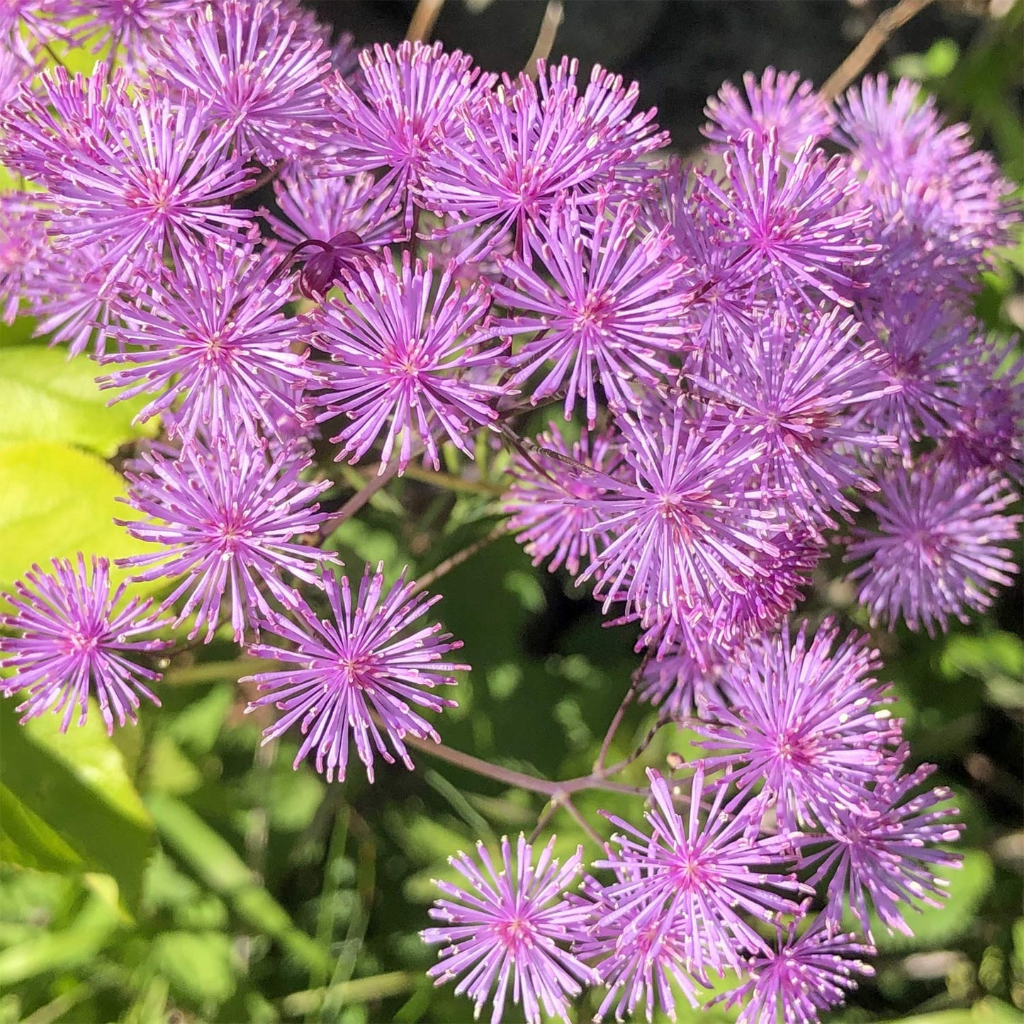 Thalictrum aquilegiifolium