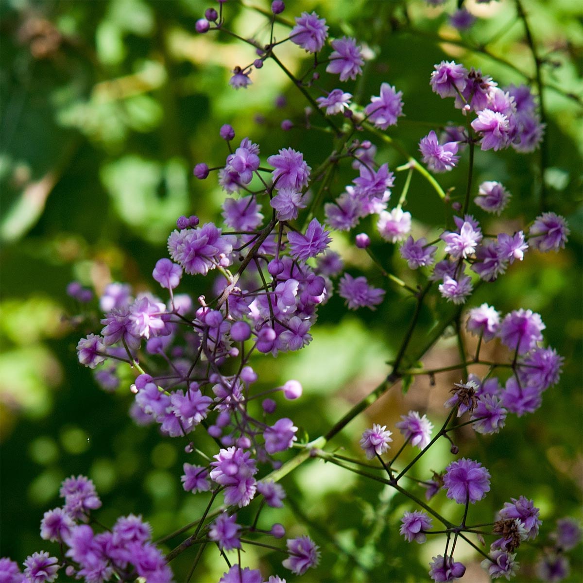 Thalictrum delavayi 'Hewitt's Double'