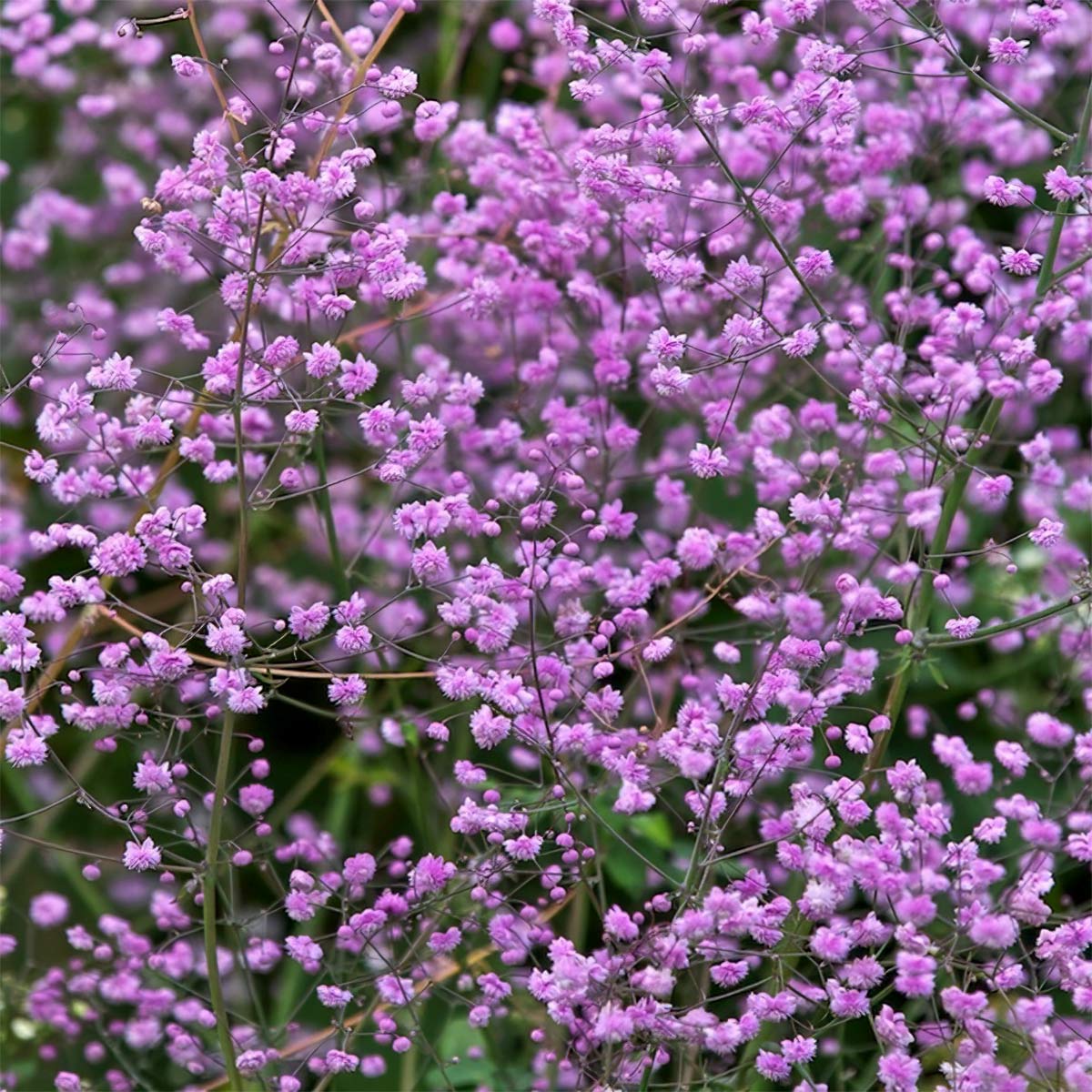 Thalictrum delavayi 'Hewitt's Double'