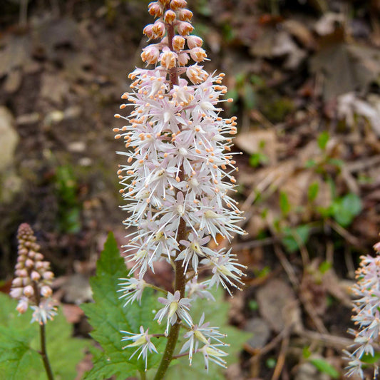 Tiarella cordifolia