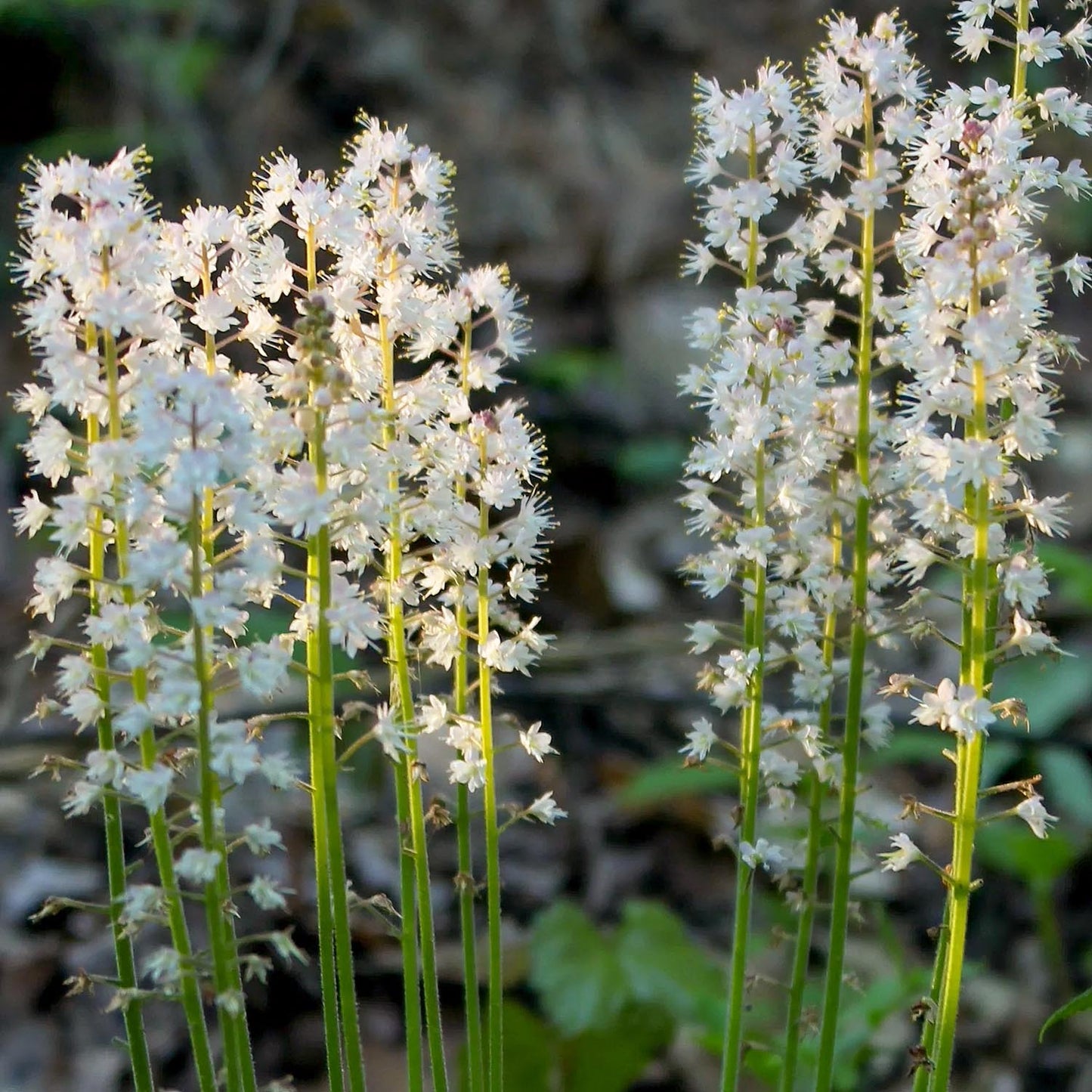 Tiarella cordifolia