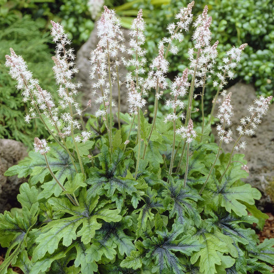 Tiarella 'Iron Butterfly'