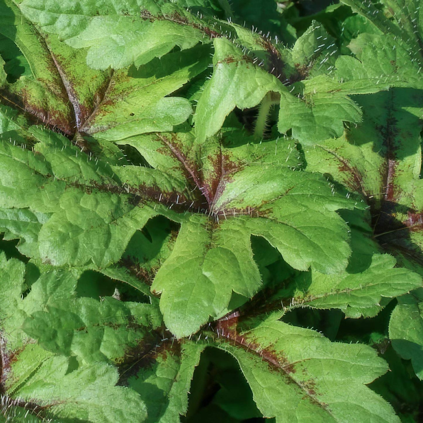 Tiarella 'Iron Butterfly'. Close-up of green leaves with brownish veins