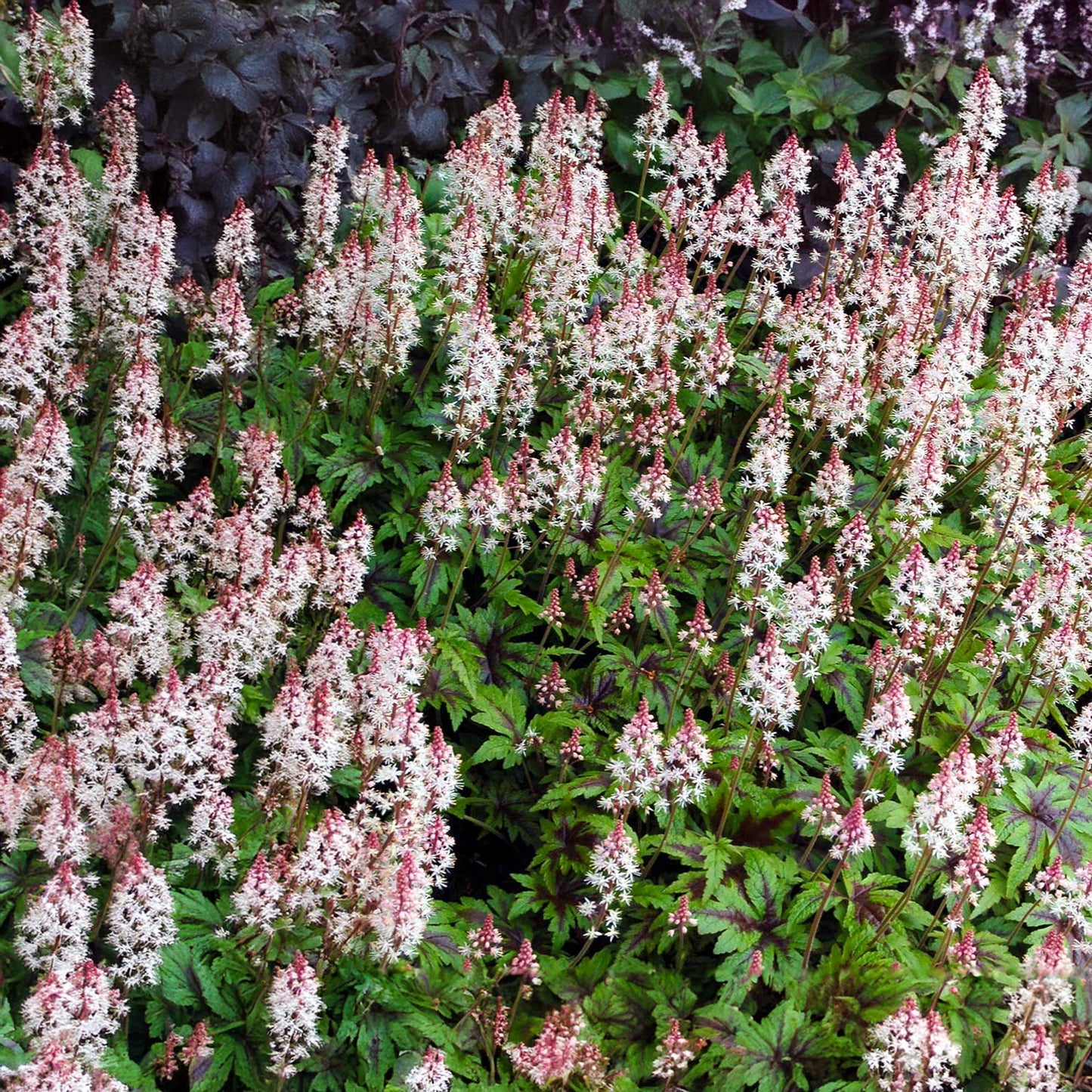 Tiarella 'Sugar and Spice'