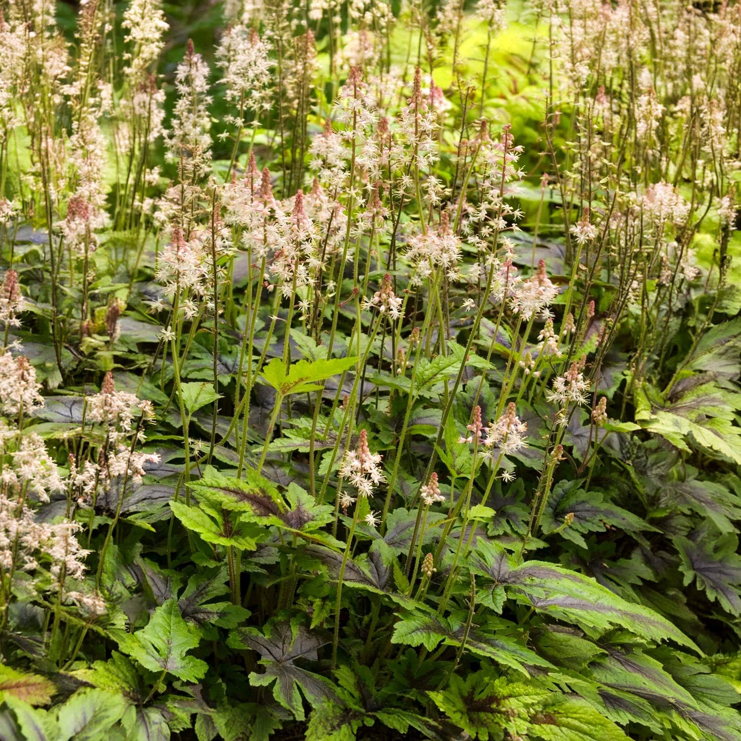 Tiarella 'Sugar and Spice'