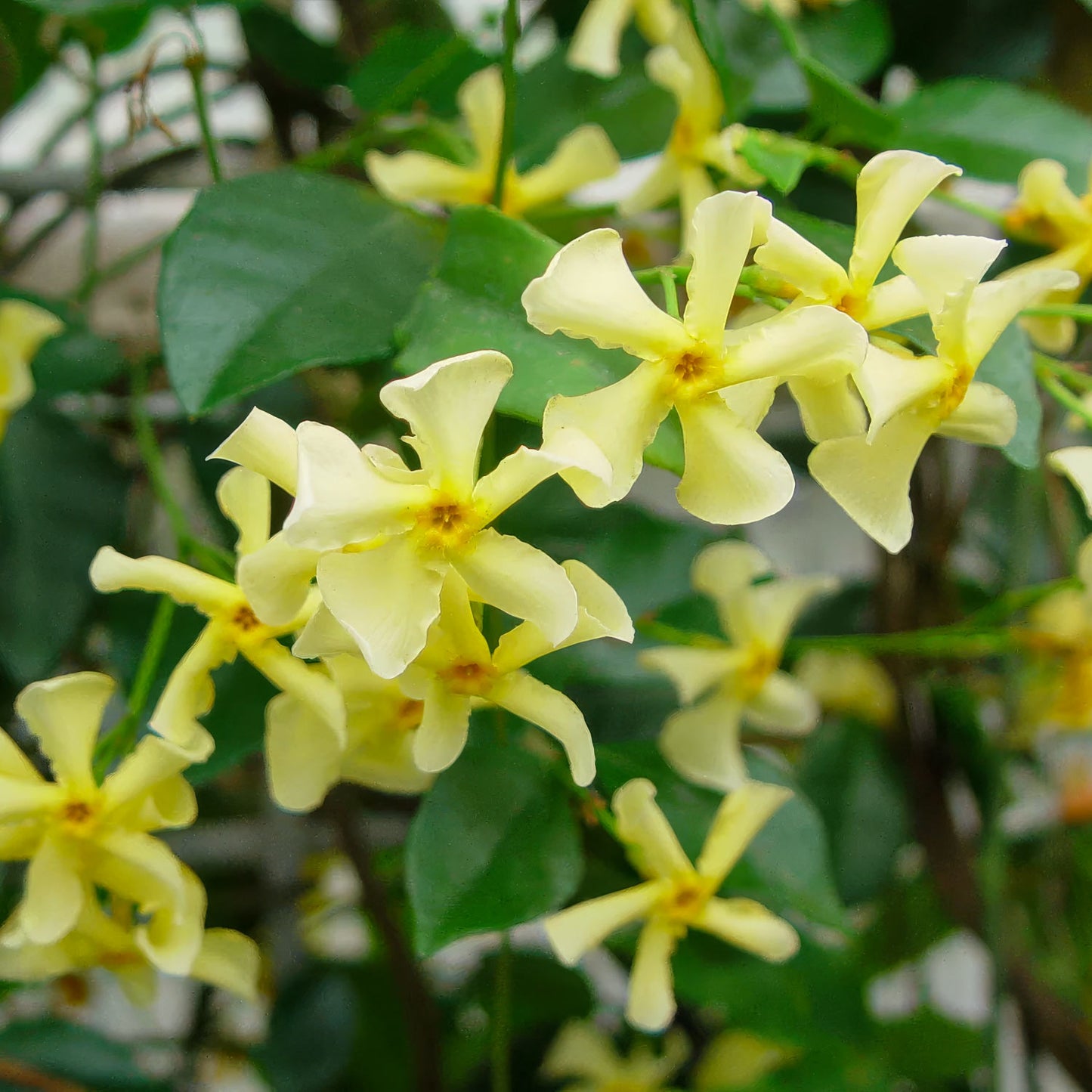 Trachelospermum jasminoides 'Star of Toscana'