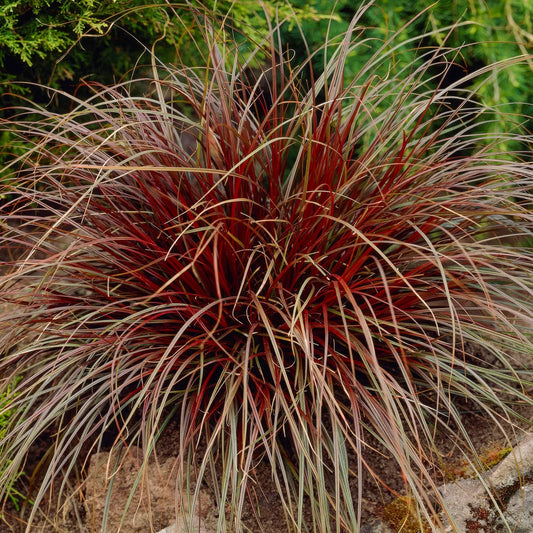 Carex uncinata 'Rubra' (Uncinia uncinata 'Rubra'). Hook sedge 'Rubra'
