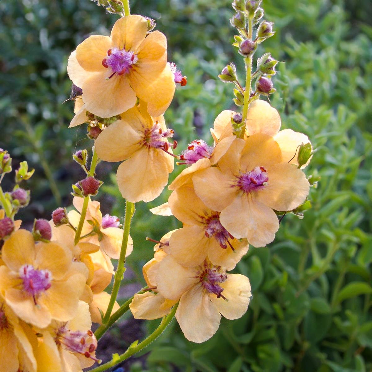 Verbascum 'Clementine'
