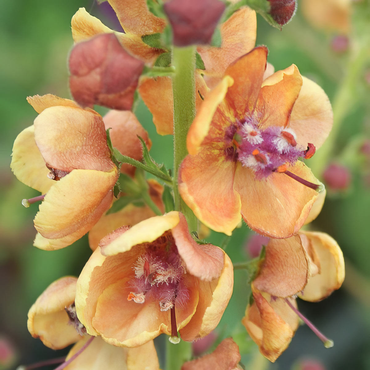 Verbascum 'Clementine'