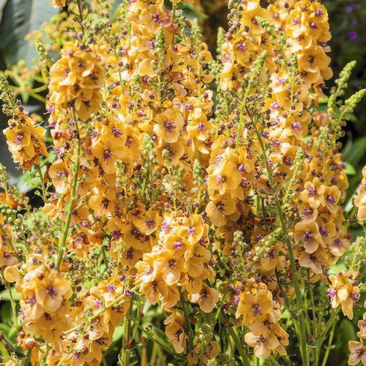 Verbascum 'Clementine'