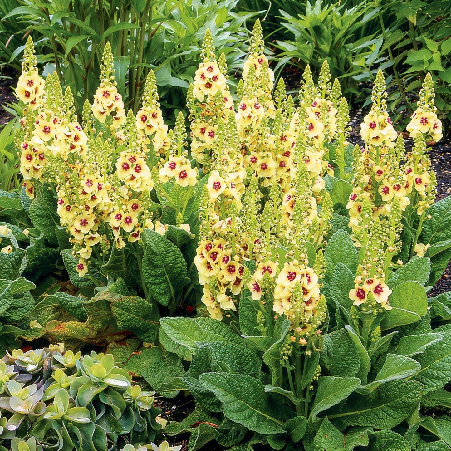Verbascum 'Dark Eyes'
