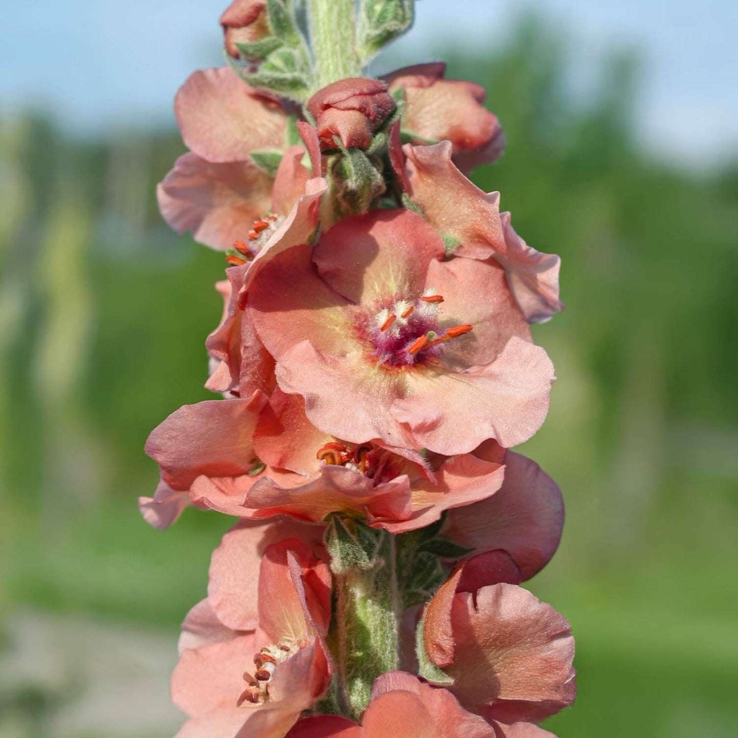 Verbascum 'Helen Johnson'