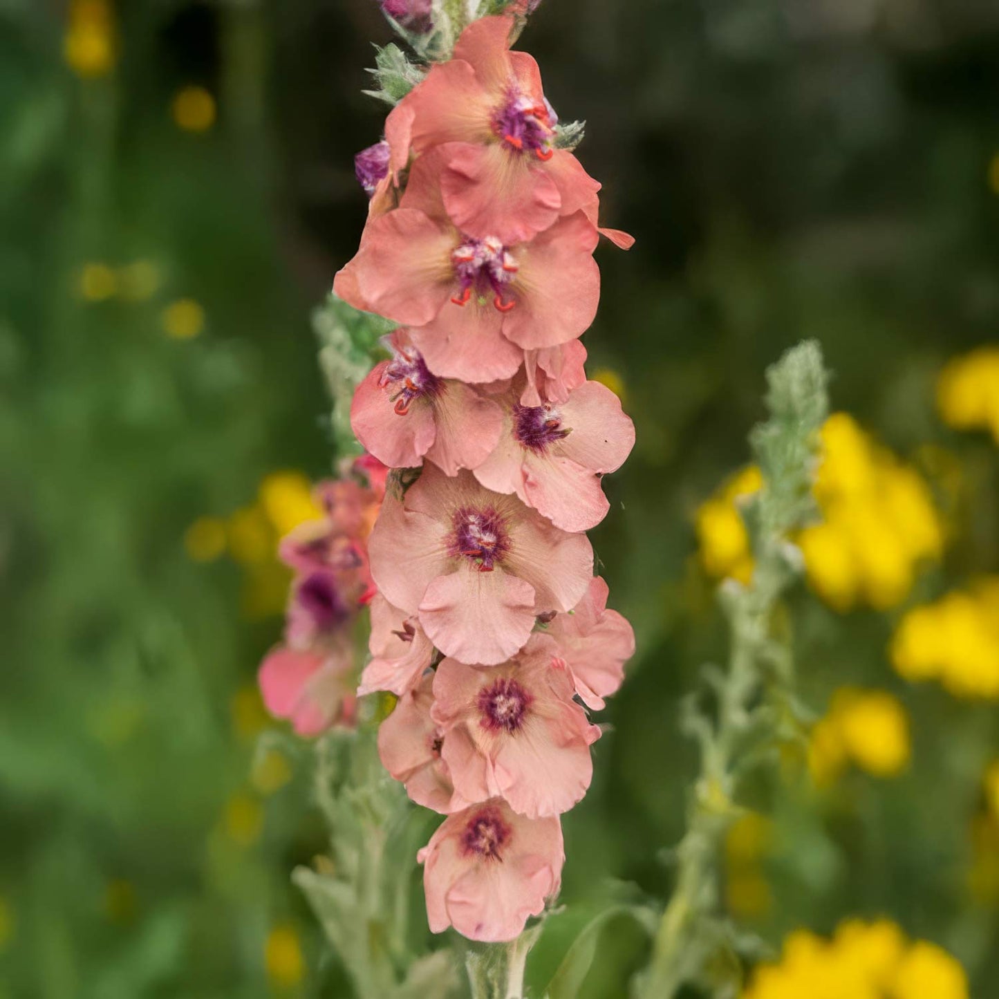 Verbascum 'Helen Johnson'