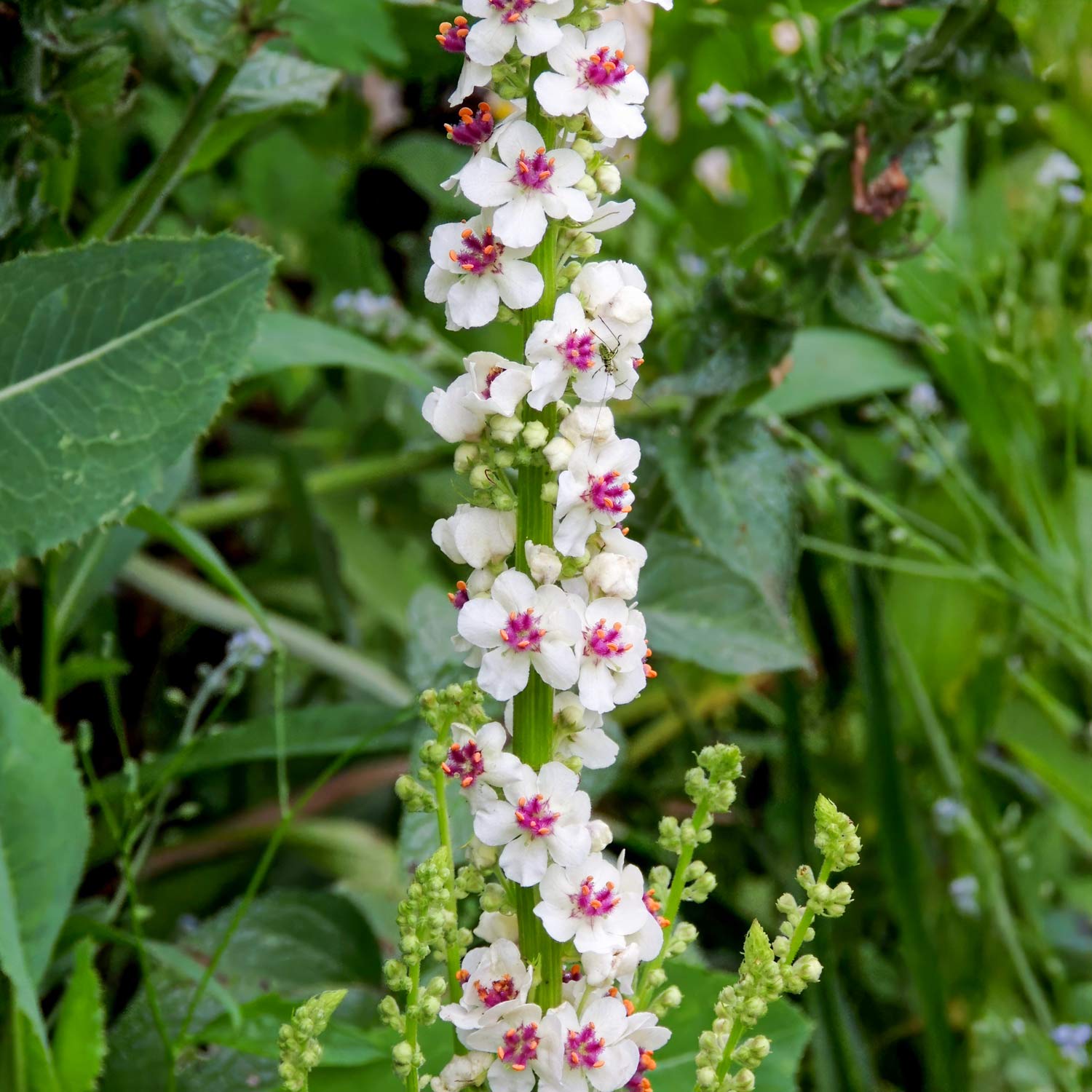 Verbascum nigrum var. album