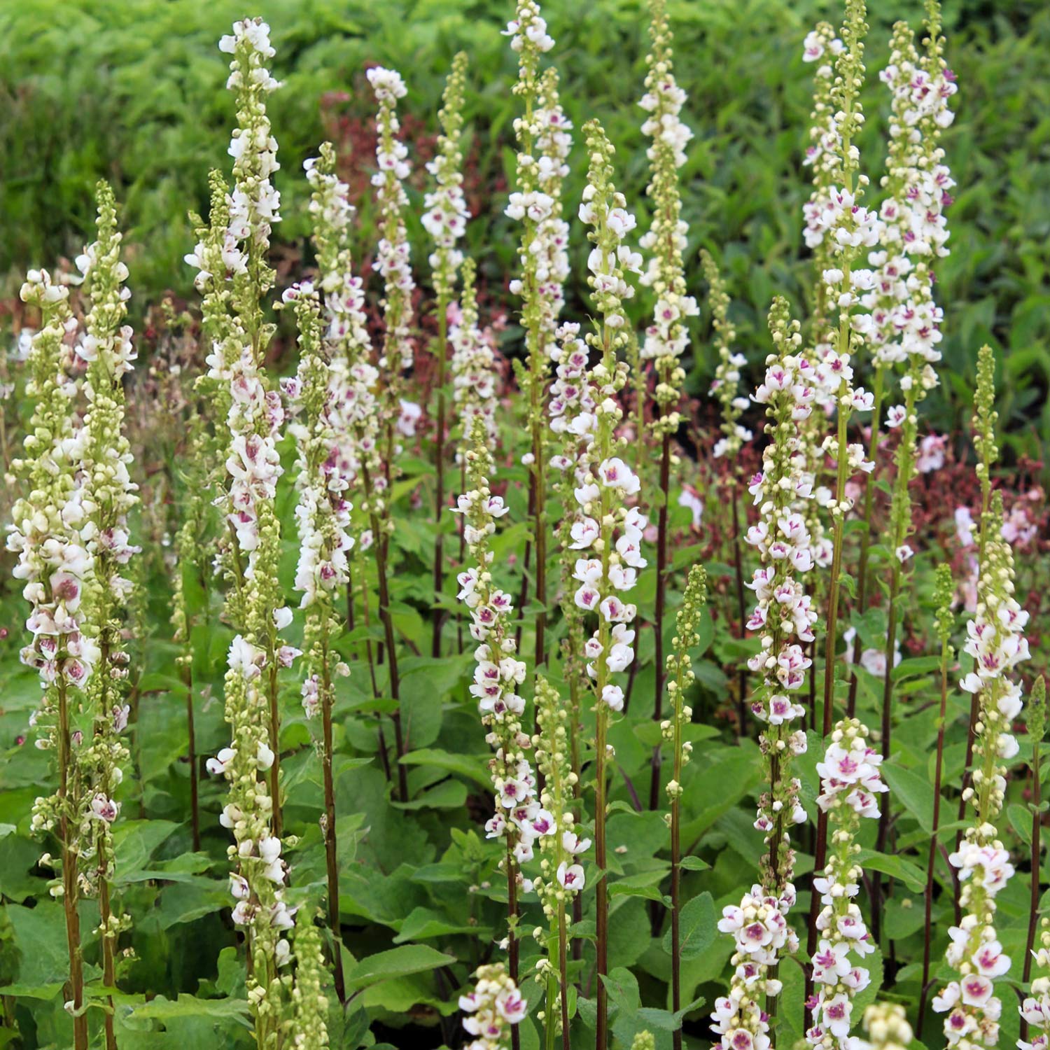 Verbascum nigrum var. album