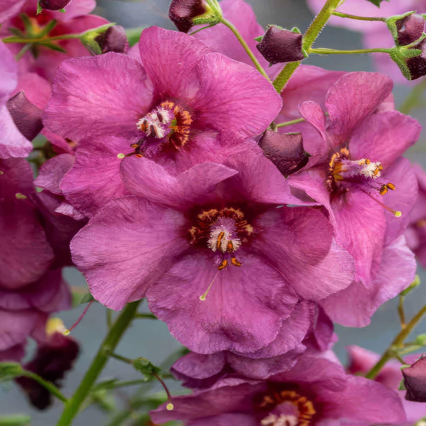 Verbascum 'Plum Smokey'