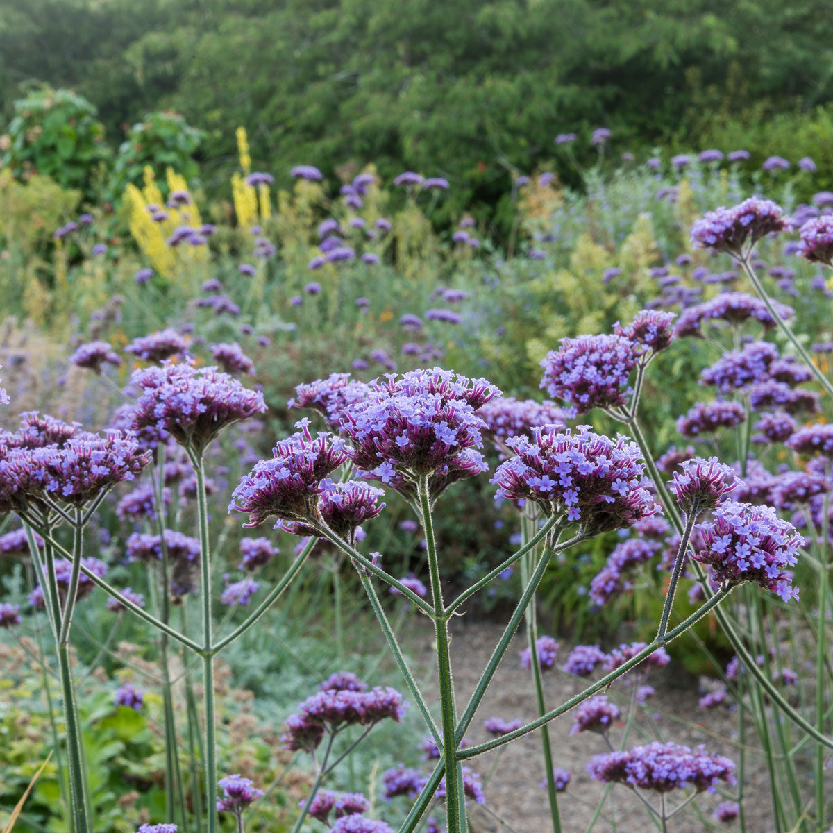 Verbena bonariensis