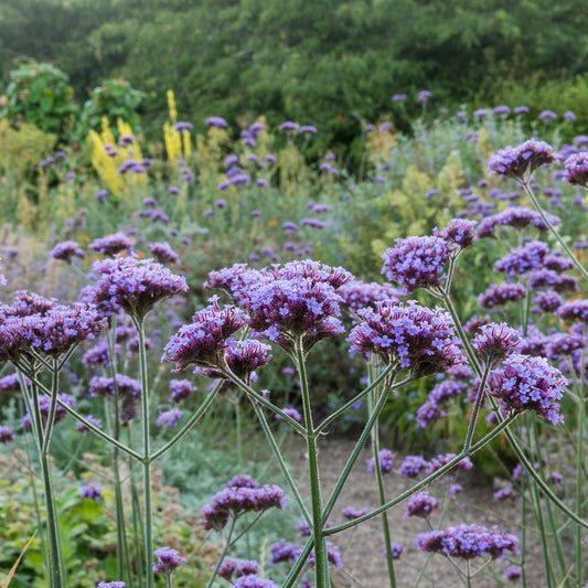 Verbena bonariensis