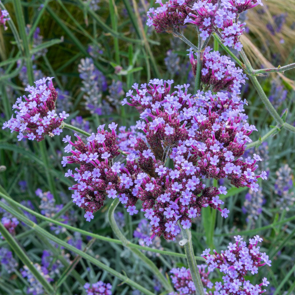 Verbena bonariensis