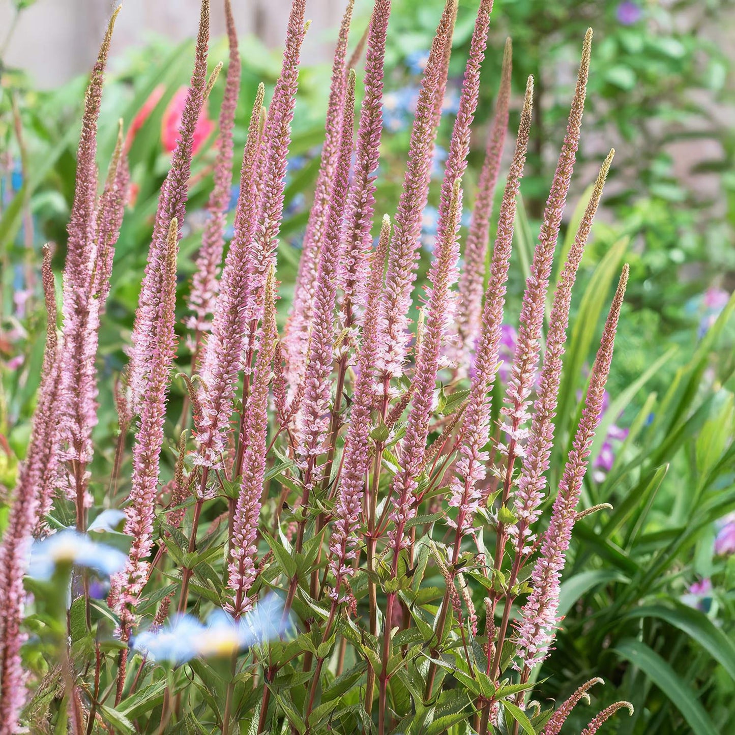 Veronicastrum virginicum 'Erica'