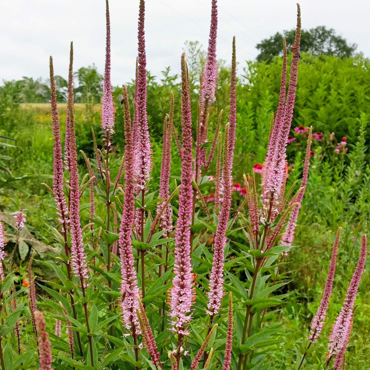 Veronicastrum virginicum 'Erica'