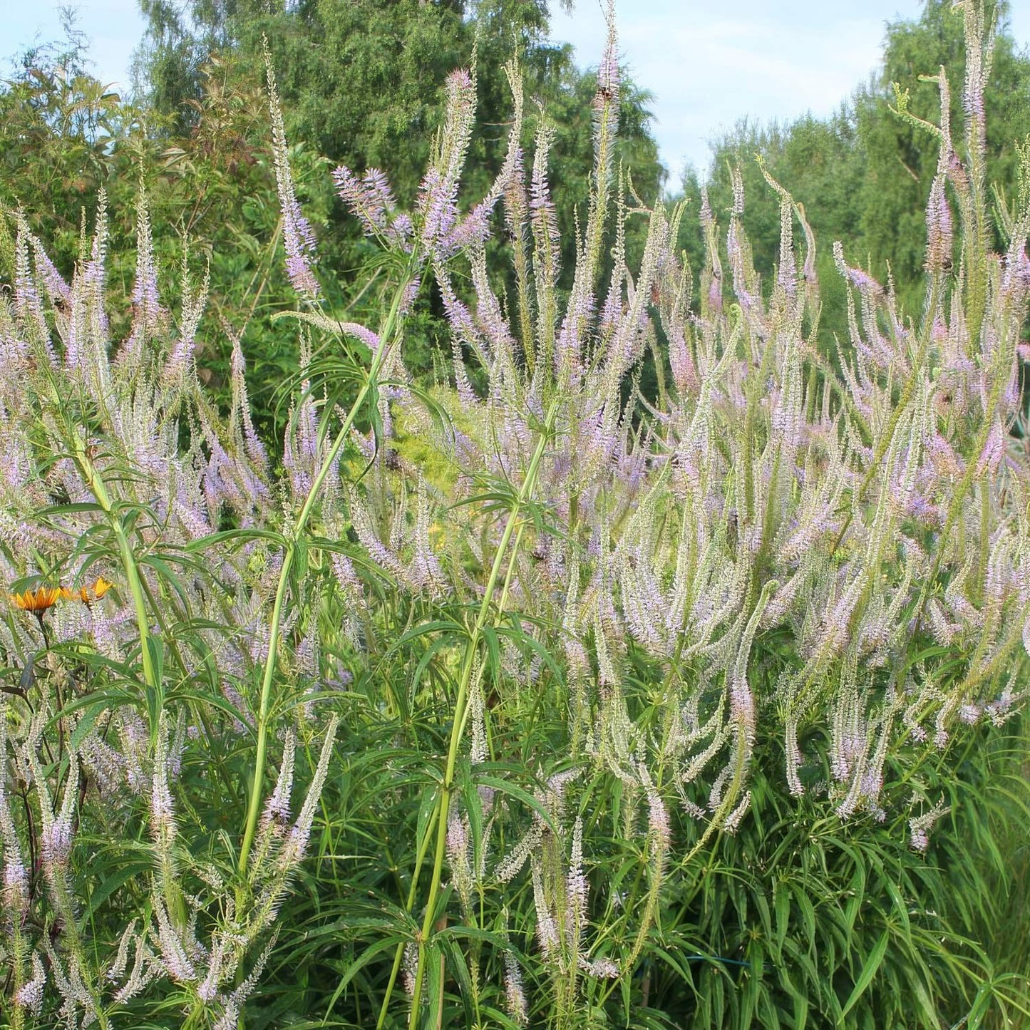 Veronicastrum virginicum 'Erica'