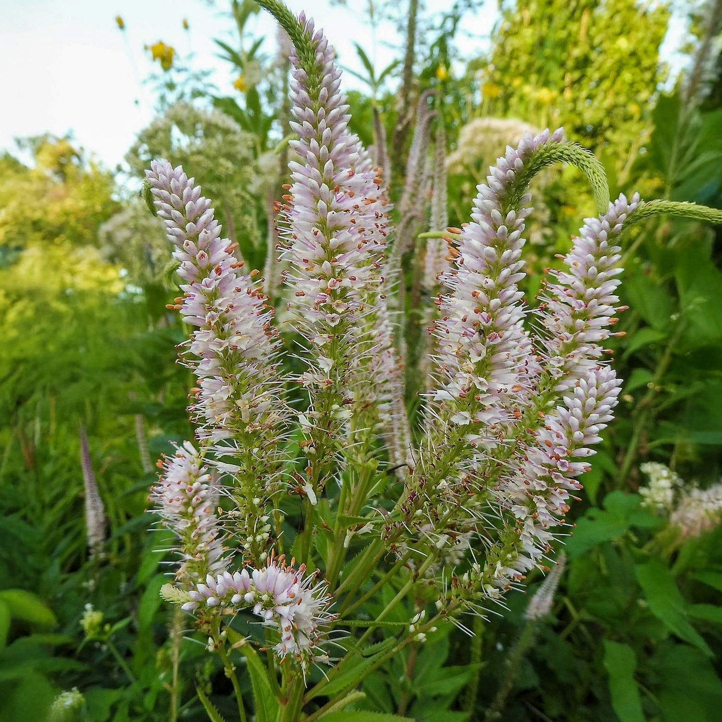 Veronicastrum virginicum 'Erica'