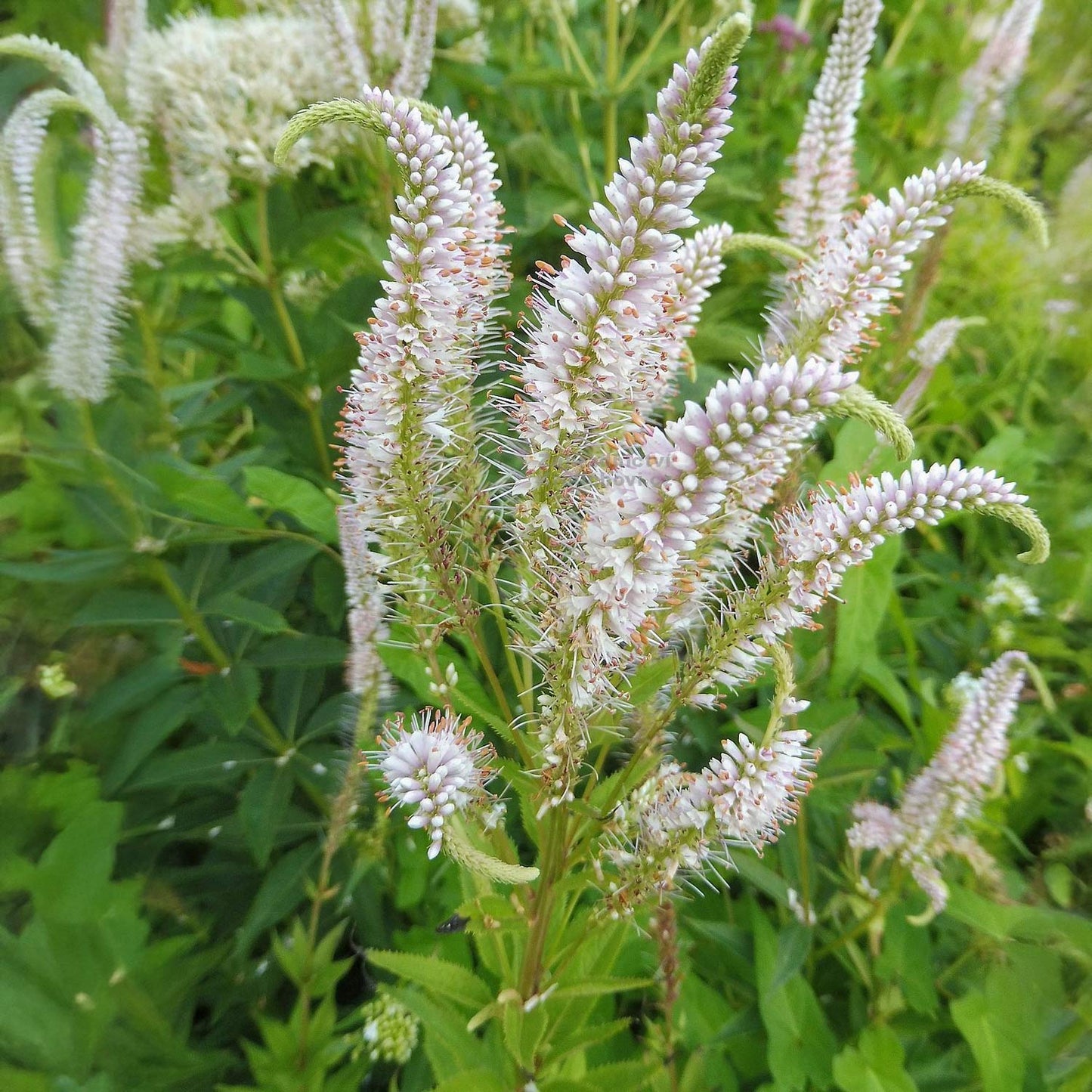 Veronicastrum virginicum 'Erica'