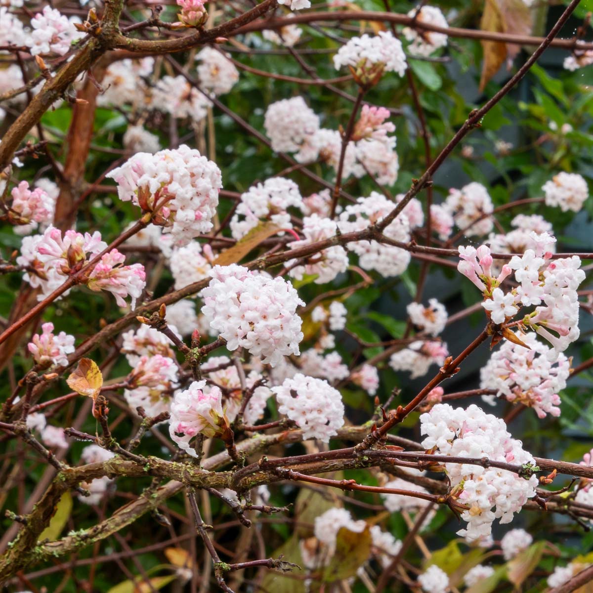 Viburnum farreri at Barnsdale Gardens