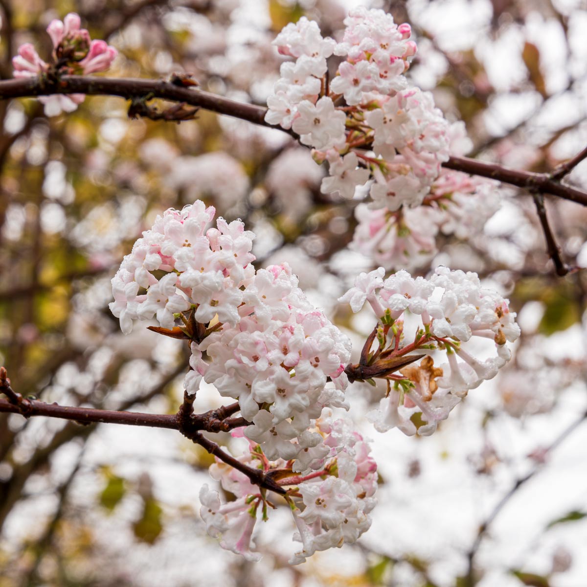 Viburnum farreri at Barnsdale Gardens