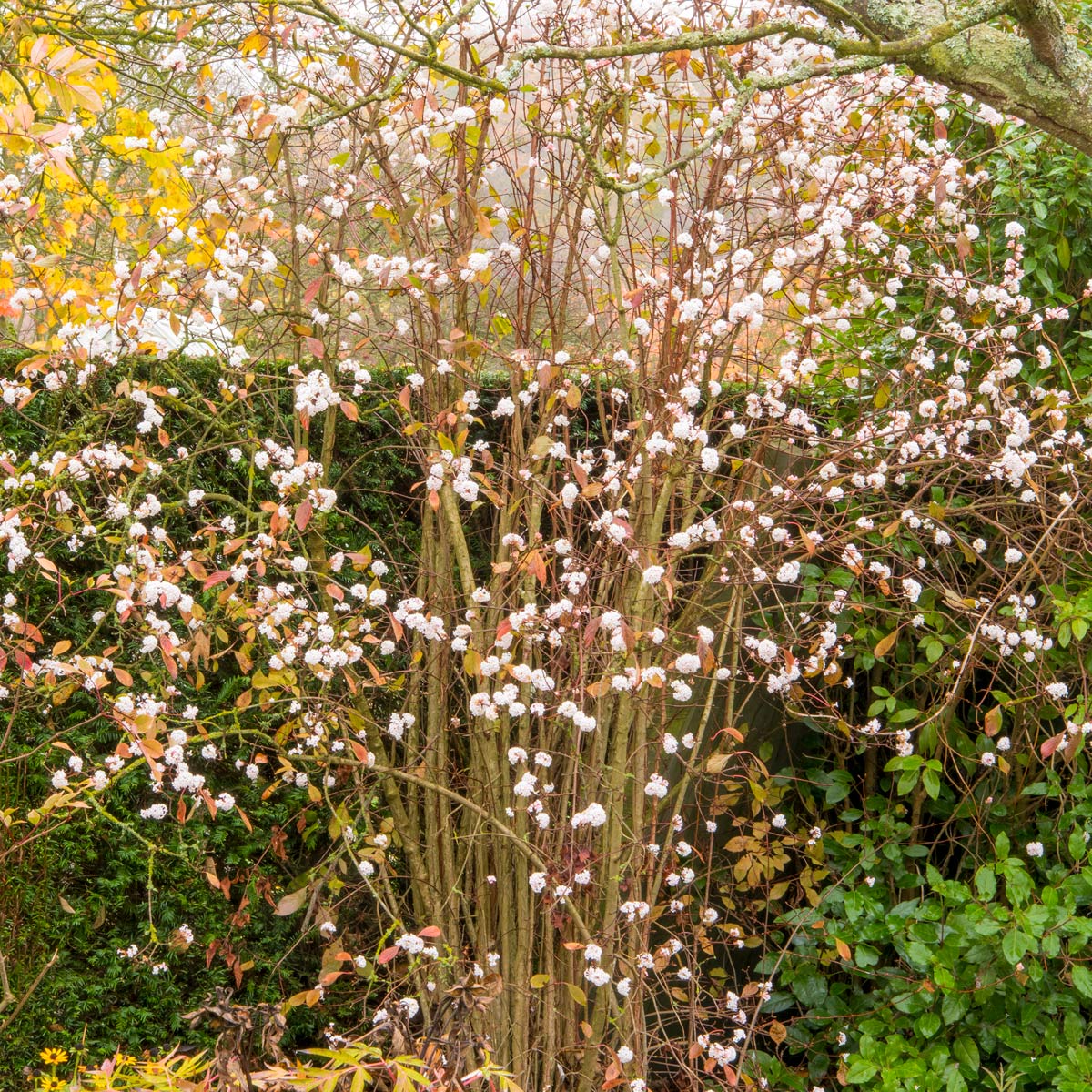 Viburnum farreri at Barnsdale Gardens