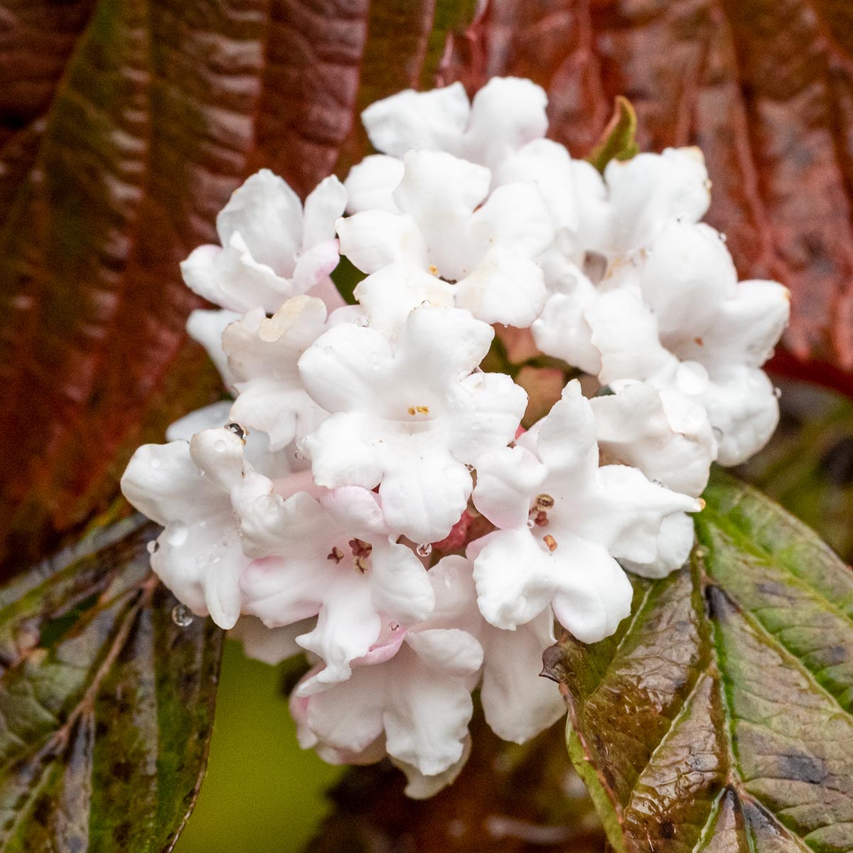 Viburnum farreri